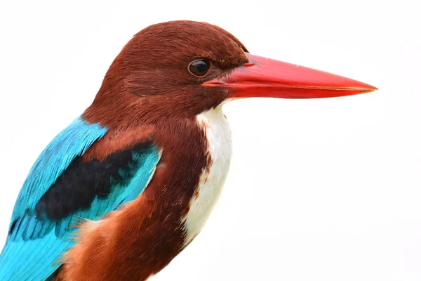 White-throated Kingfisher bird — Stock Photo, Image