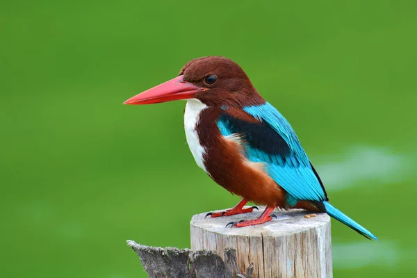 Beyaz boğazlı kingfisher kuş — Stok fotoğraf