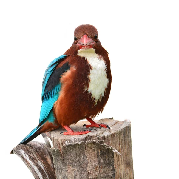 アオショウビン鳥 — ストック写真