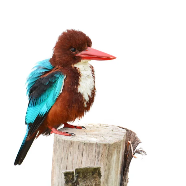 Beyaz boğazlı kingfisher kuş — Stok fotoğraf