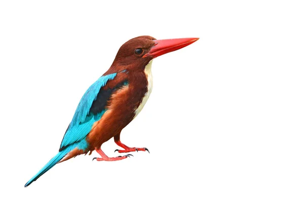 White-throated Kingfisher bird — Stock Photo, Image
