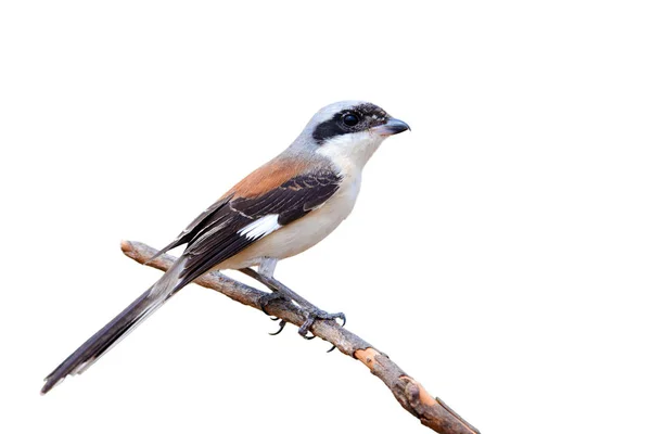 Bay-backed Shrike bird — Stock Photo, Image