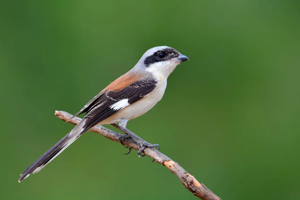 Pájaro langosta respaldado por bahía —  Fotos de Stock