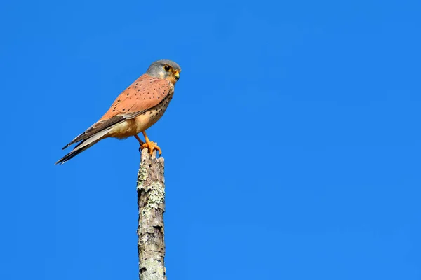 Common Kestrel bird — Stock Photo, Image