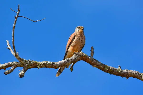 Common Kestrel bird — Stock Photo, Image