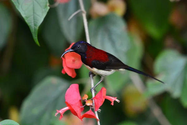 Pájaro Sunbird de garganta negra — Foto de Stock