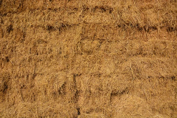 Paja de arroz integral —  Fotos de Stock