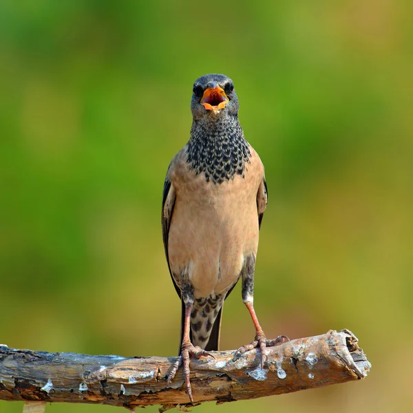 Roze spreeuw vogel — Stockfoto