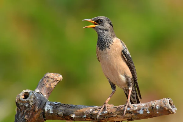 Růžový Starling pták — Stock fotografie