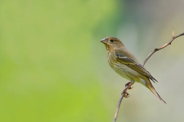 Pájaro pinzón común — Foto de Stock