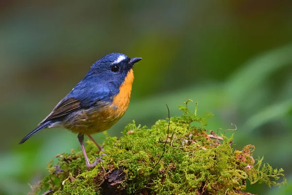 Weißkehl-Eisvogel — Stockfoto