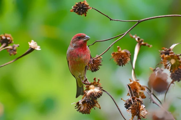 Wspólne dziwonia ptak — Zdjęcie stockowe