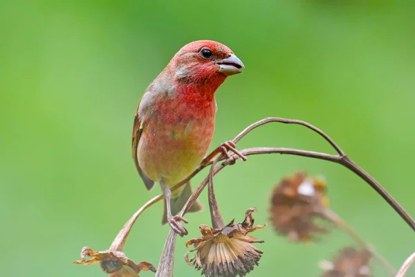 Pájaro pinzón común — Foto de Stock