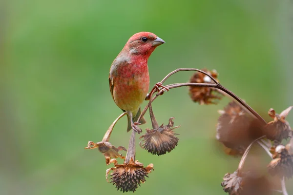 一般的な生息の鳥 — ストック写真