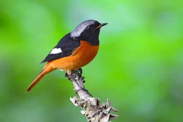 ダウリア redstart 鳥 — ストック写真
