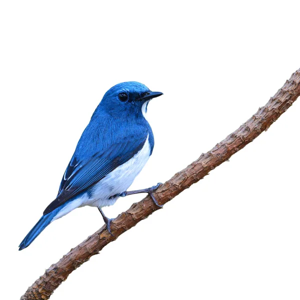Ultramarine sinekkapan kuş — Stok fotoğraf