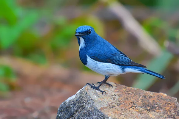 Ultramarijne vliegenvanger vogel — Stockfoto