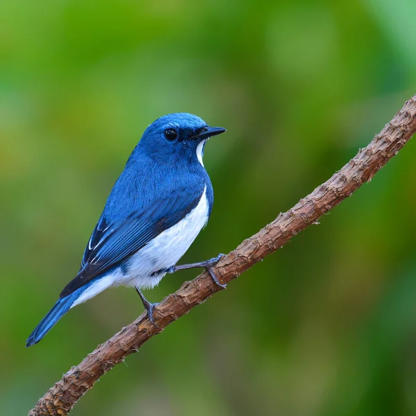 Ultramarijne vliegenvanger vogel — Stockfoto