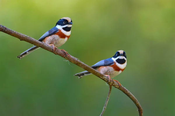 Garganta negra Tit bird — Fotografia de Stock