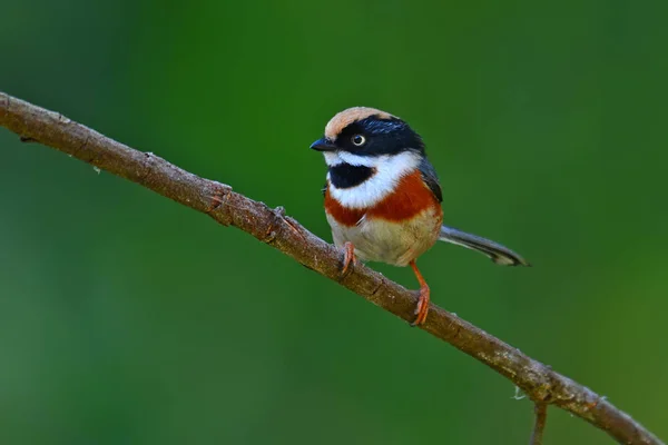 Black-throated Tit bird — Stockfoto