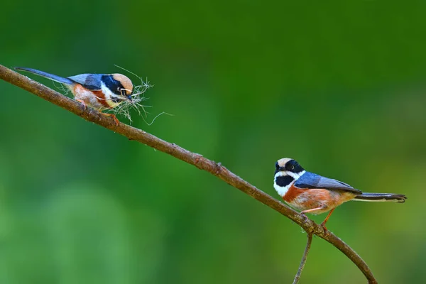 Black-throated Tit bird — Stock Photo, Image