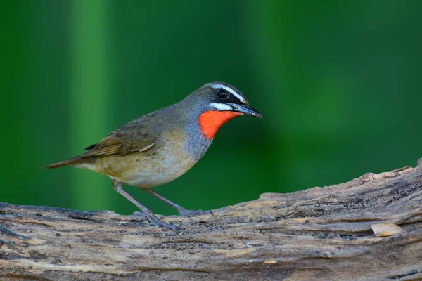 Siberian rubythroat fågel — Stockfoto