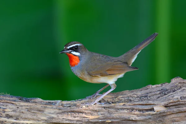 Sibiřský rubythroat pták — Stock fotografie