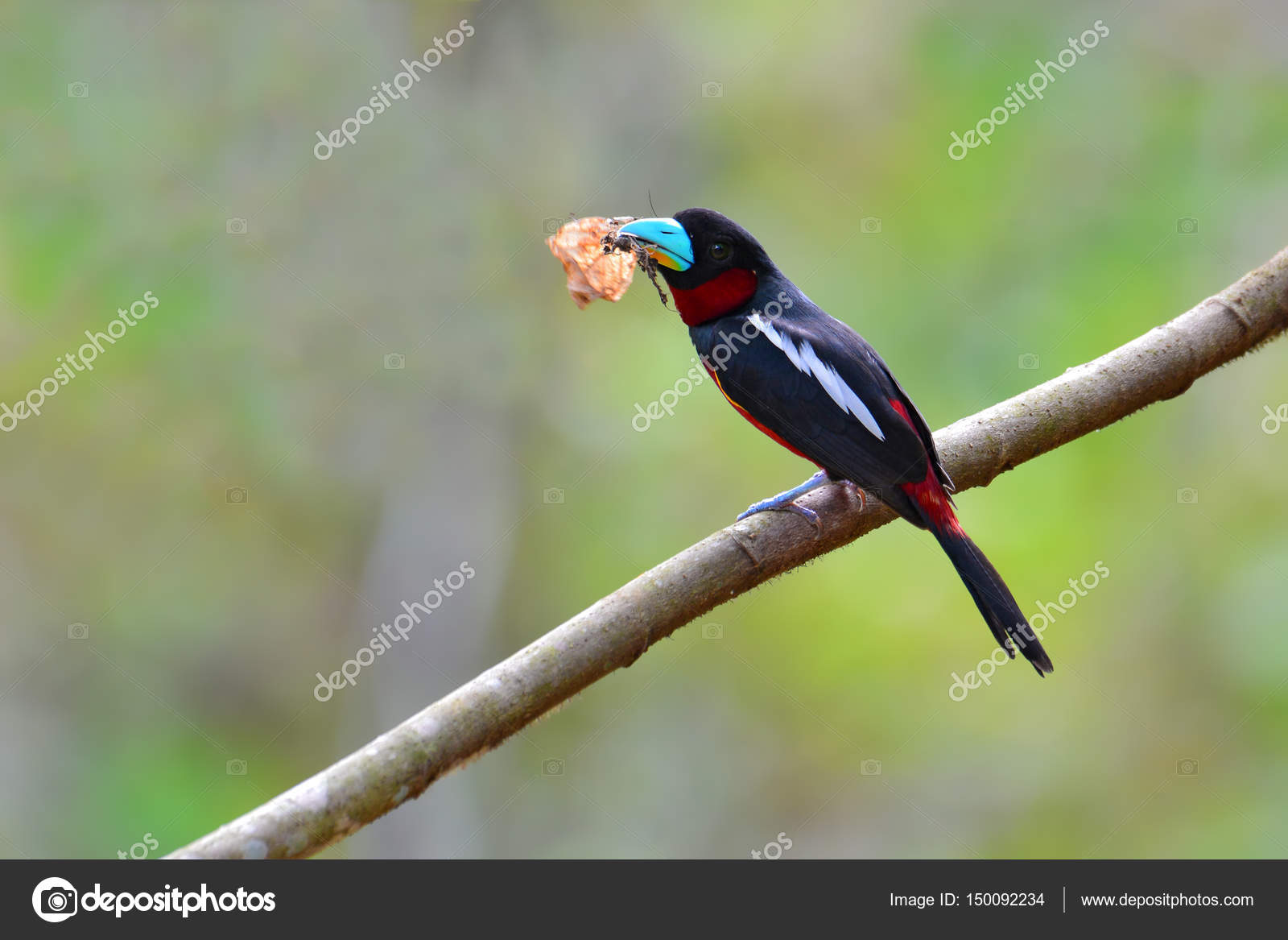 Oiseau Deurylaime Rouge Et Noir Photographie Thawats