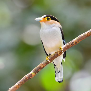 Gümüş göğüslü kılıç kuş