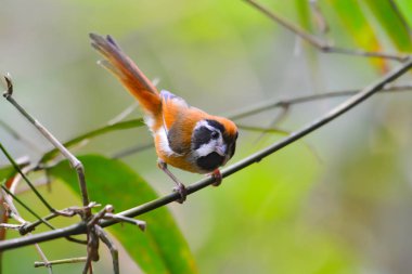 Parrotbill kuş siyah kulaklı
