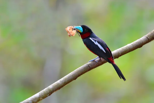 Oiseau Broadbill noir et rouge — Photo