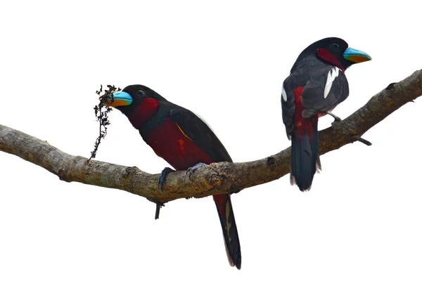 Pájaro Broadbill negro y rojo —  Fotos de Stock