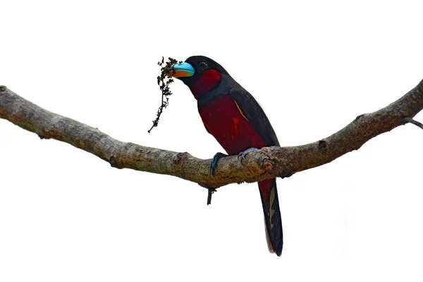 Oiseau Broadbill noir et rouge — Photo