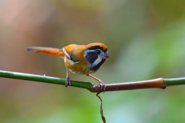 Black eared Parrotbill bird — Stock Photo, Image