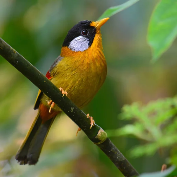 Silver-eared Mesia Bird — Stock Photo, Image