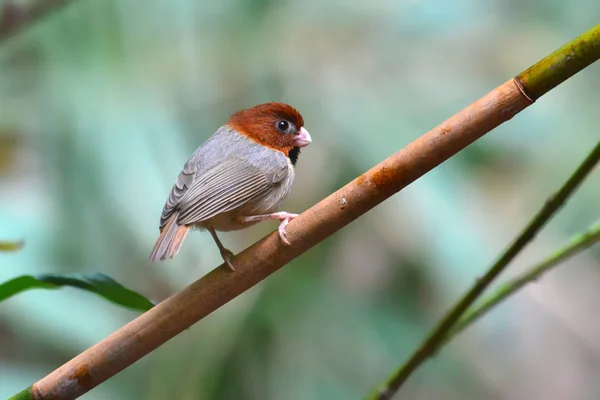 ダルマエナガ科鳥の短い尾 — ストック写真