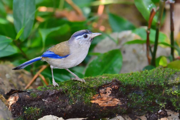 シヴァ鳥の青翼 — ストック写真