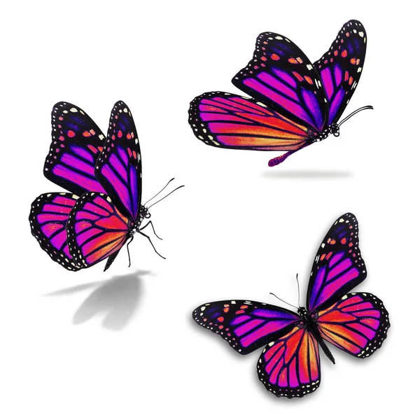 Drie Monarchvlinders — Stockfoto