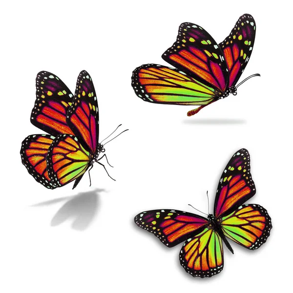 Three monarch butterfly — Stock Photo, Image