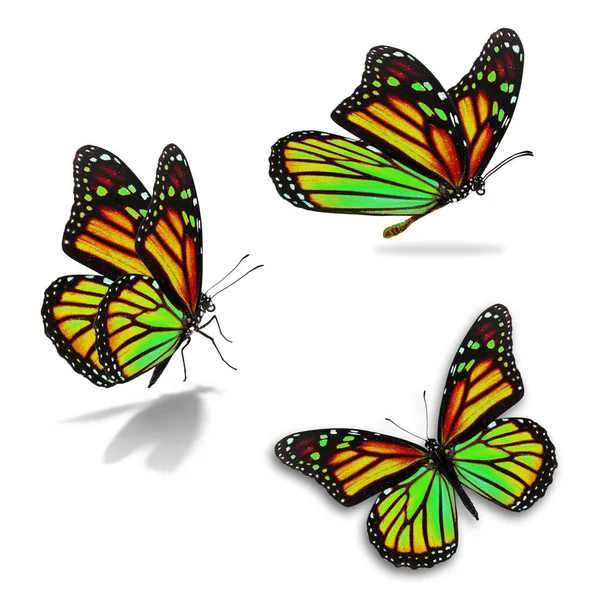 Üç hükümdar kelebek — Stok fotoğraf