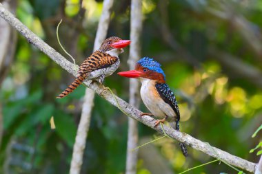 Şeritli Kingfisher kuş