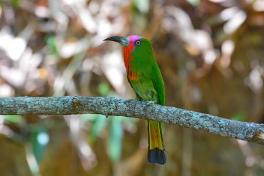 arı kuşugiller kırmızı sakallı kuş