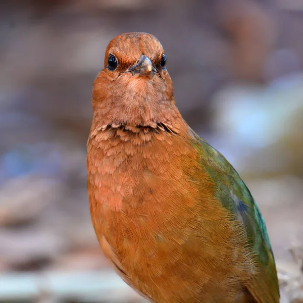 Uccello pitta arrugginito — Foto Stock