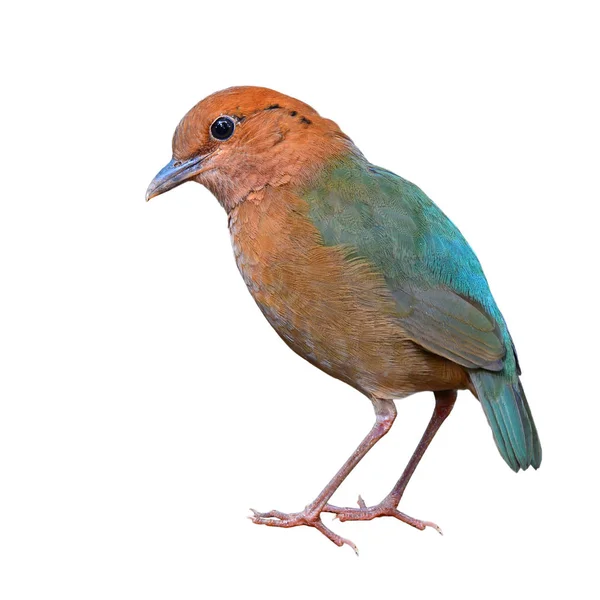 Rusty-naped pitta ptaka — Zdjęcie stockowe