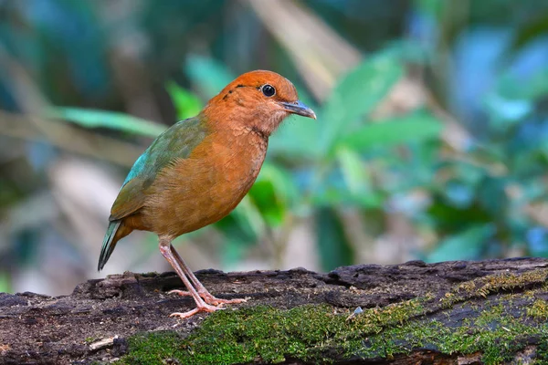 Rusty-naped Pitta Bird — Stock Photo, Image