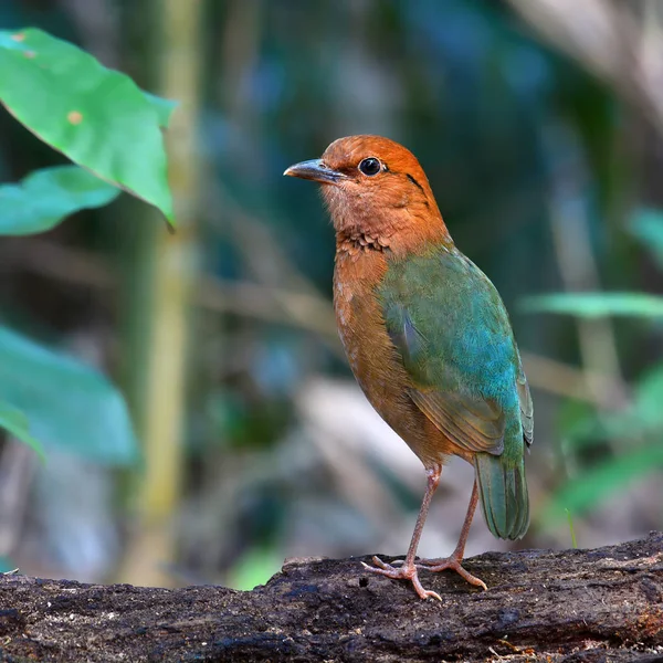 Rostnapf-Pitta-Vogel — Stockfoto