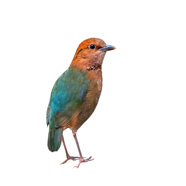 Rusty-naped pitta fågel — Stockfoto