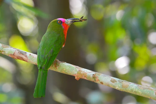 Red-bearded Bee-eater Bird — Stock Photo, Image