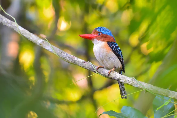 Banded Kingfisher Bird — Stock Photo, Image