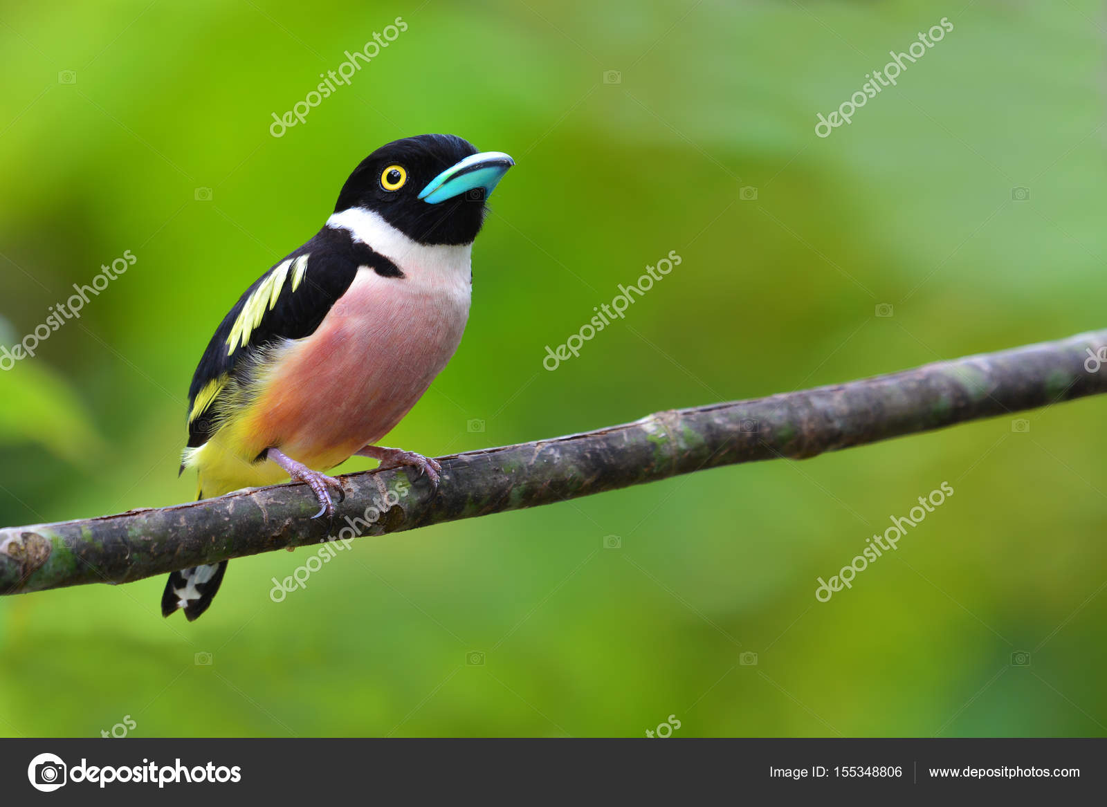 Oiseau De Broadbill Noir Et Jaune Photographie Thawats